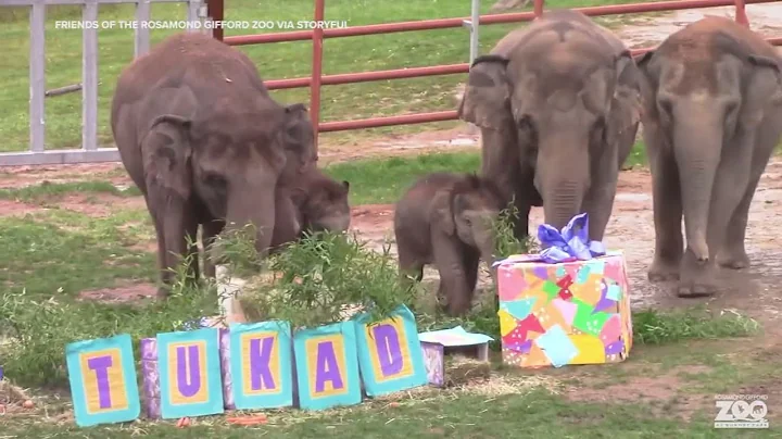 Miracle elephant twins celebrate first birthday at a zoo in New York