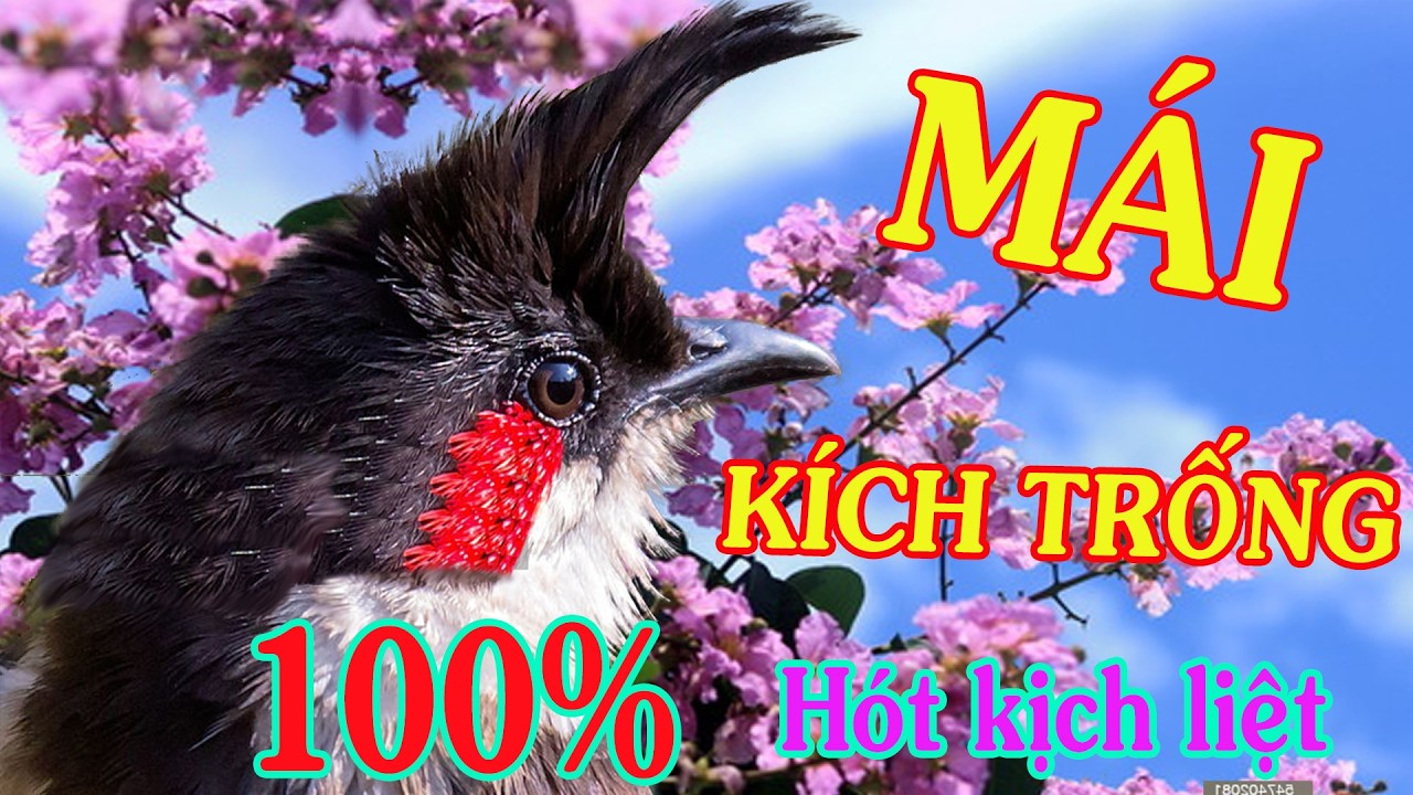 Chào Mào Mái Kích Trống Căng Lửa - Bí Quyết Kích Lửa Sổ Bọng Hót Ché Hiệu Quả 100% #chàomàohót S15