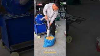 Corn Flour Milling Machine | Maize Grinding Machine #shorts