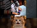 prank 😂#funny #cat #trending