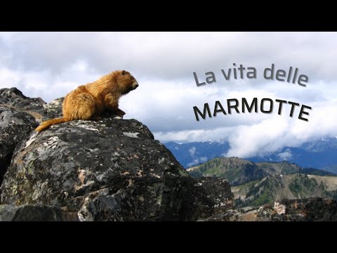 Video: Le marmotte mangiano gli uccelli?