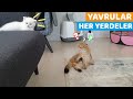 YAVRU KEDİLER HER YERDELER (Yavru Kedilerimiz Yerinde Durmuyor, Mila Tetikte)