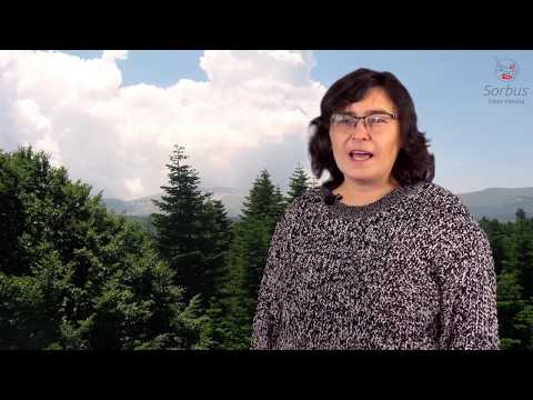 Видео: Информация о пихте Фрейзера - Руководство по уходу за пихтой Фрейзера