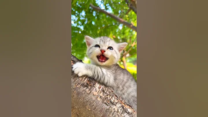 Video 6252441: british shorthair cat kitten, funny cat british shorthair, cat british shorthair playing, cats catmeow, cat meowing, cute baby animals compilation