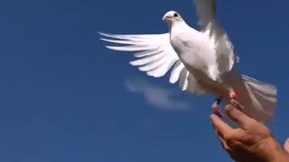 Видео ГЕНЕРАЛЫ МИРА ЗА МИР! МИССИЯ - МИР ВО ВСЕМ МИРЕ!!! (автор: СЕКРЕТЫ МИЛЛИОНЕРА _ Mio.Secrets)