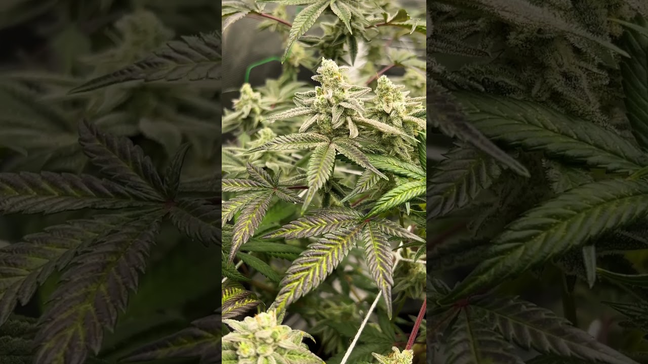 WEDDING CAKE DAY 52 FLOWER