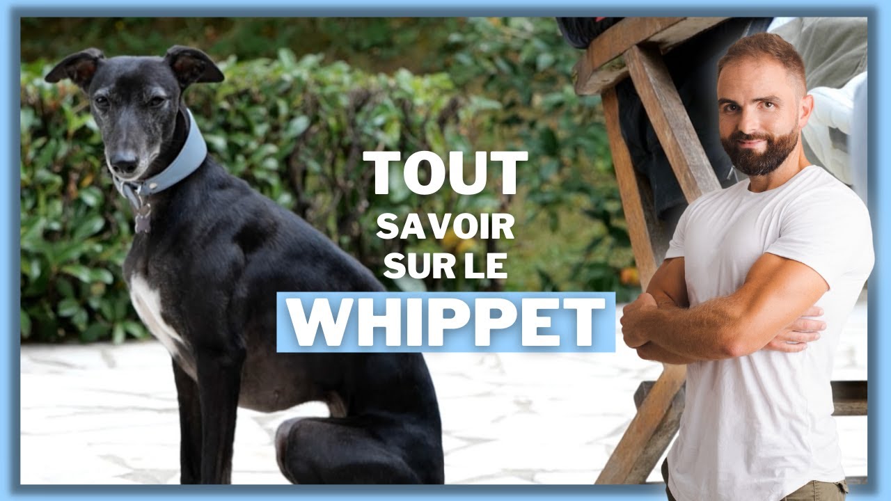Whippet