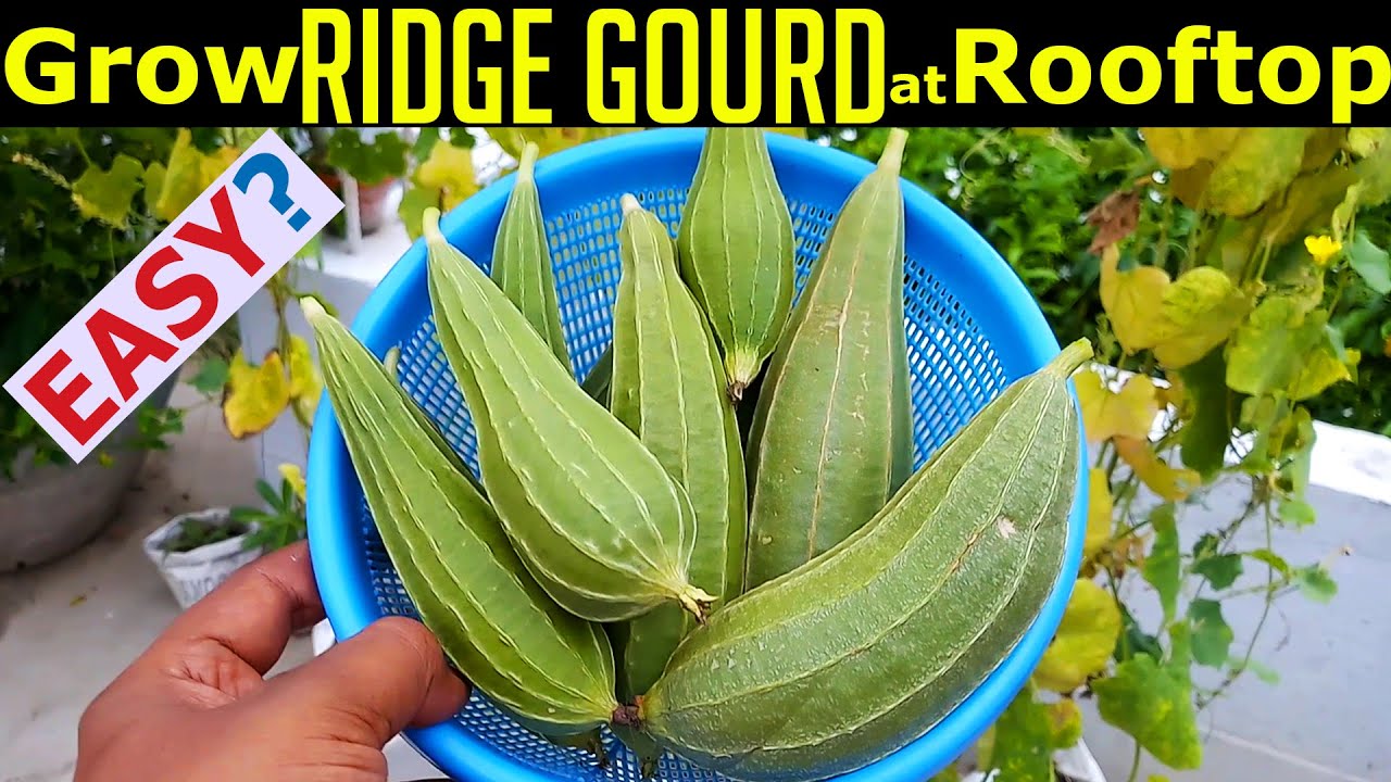 Grow Ridge Gourd from seeds at Terrace Garden | Grow Ridge Gourd at home | Banani's Garden