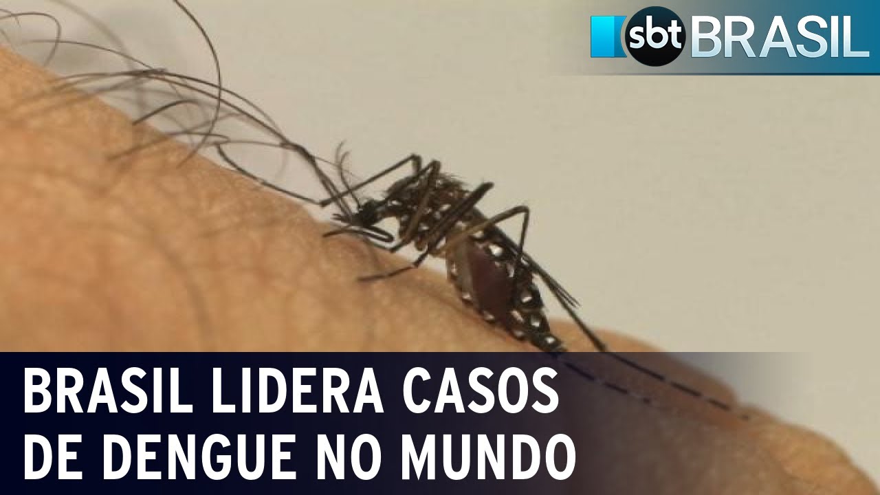 OMS alerta para grande foco de dengue no Brasil | SBT Brasil (23/12/23)