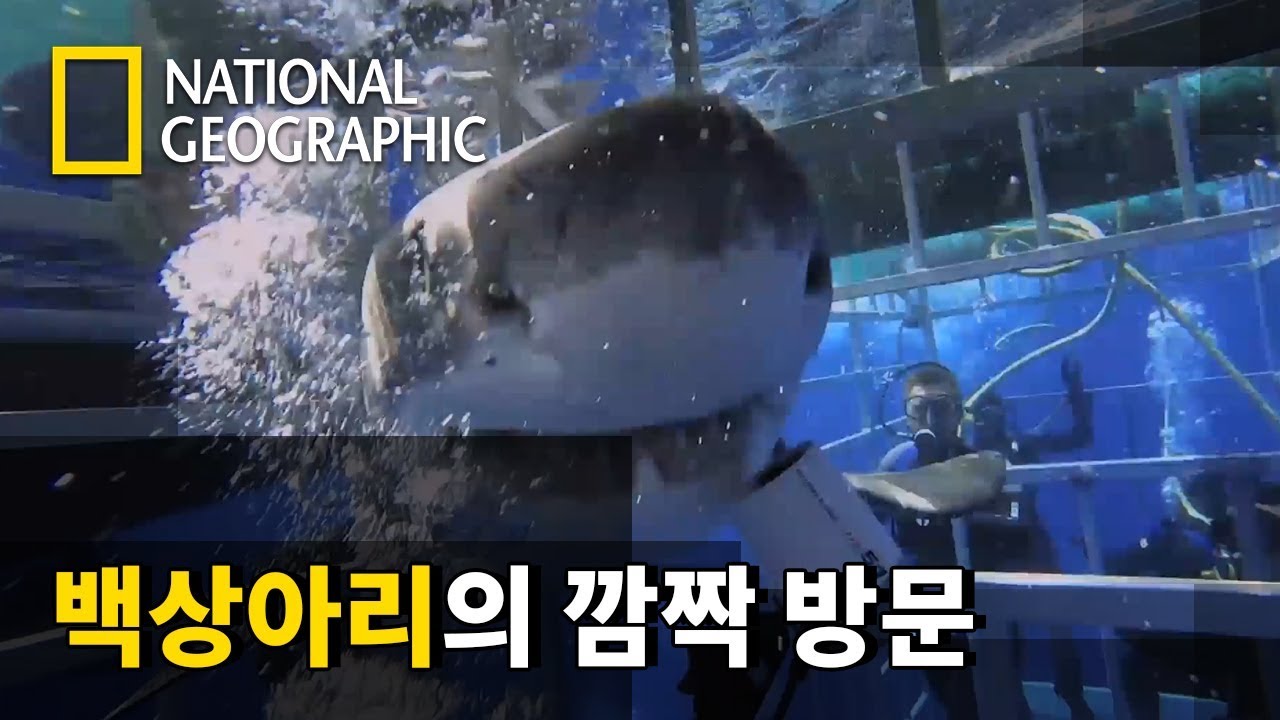 ⁣[순간포착] 케이지 다이빙 중 백상아리의 돌발행동