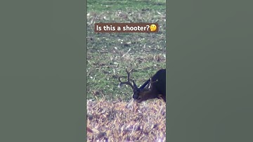 6” CHEATER BUCK! Are you pulling the trigger on this guy? #hunting #wildlife #deerhunting