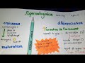 La spermatogense