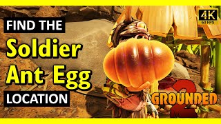 How To Find Red Soldier Ant Eggs Grounded 2 2025