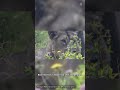 Why Lions Roar: It's Not What You Think