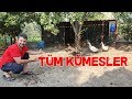 Kümeslerin Son Hali Ablam Büyük Değişiklikler Yapmış All My Chickens