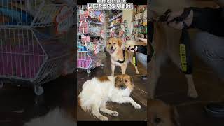 A dog was brought to the Spa but he seemed worried | Funny Dogs And Cats of TikTok | Shorts