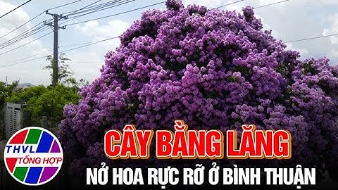 Cây bằng lăng nở hoa rực rỡ ở Bình Thuận