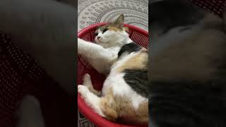Matxa cho mèo béo dễ ngủ   #mèo #meomeomeo