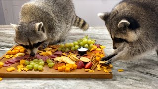 What happens when you give raccoons a charcuterie board? by Tito The Raccoon 480,500 views 2 years ago 8 minutes, 2 seconds