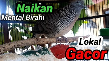 Perkutut lokal GACOR - bekur dan gacor pancingan PATEN