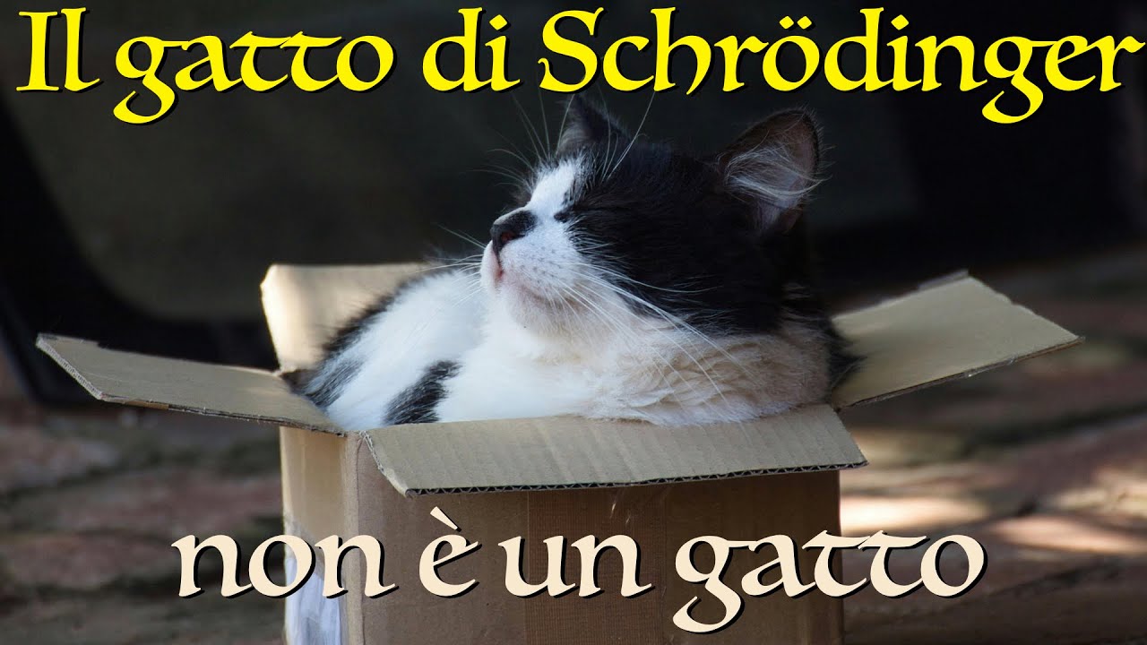 Il gatto di Schrödinger non è un gatto - CURIUSS