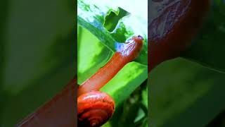 If You See This Snail… Don’t Touch It...    #forest #snail #rainforest #creepy #shorts