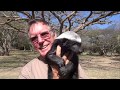 Trying to Hold A Squirmy Baby Honey Badger - Meet Julius | Moholoholo Rehab Centre South Africa