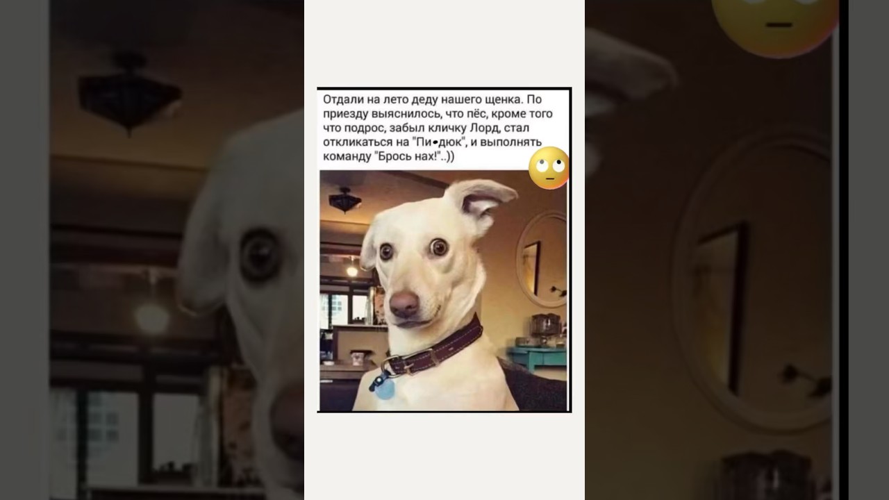 Отдали деду😂 