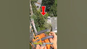 Most Effective Automatic Tree Pruning Device #technology  #usa