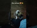 Thalapathi Thalapathi 🤣#funnyvideos #petsfunny #dogs #petlover #dogloversdog #fuunycatsvideos #news