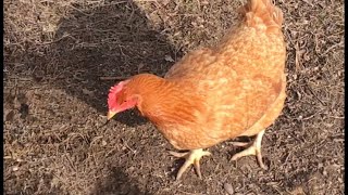 Backyard Chicken Livestream
We have kept backyard chickens for several years, and now we are going live to chat all about our experiences with them. If you want to learn a bit about backyard chickens, feel free to join in!
Subscribe: http://tinyurl.com/SUB-Aquarimax
Help support Aquarimax Pets on Patreon: Patreon.com/Aquarimax
More Best Pet Invertebrate videos here: https://www.youtube.com/watch?v=HOVY7LHOqjM
Buy Aquarimax merch! https://teespring.com/stores/aquarimax
Check out my Live Food Quick Guides! https://www.youtube.com/playlist?list=PL8dHtCTLVfFOUh4wkJSvMVEJ8EjBBMAaG
Aquarimax Isopod Care Guide Playlist: https://www.youtube.com/watch?v=l5LALPIs6GA
My Aquarimax Facebook page: https://www.facebook.com/aquarimax/
The Aquarimax Podcast on iTunes: https://goo.gl/EDkjul
My Twitter: https://twitter.com/aquarimax
My website: http://www.aquarimax.com/ Backyard Chicken Livestream