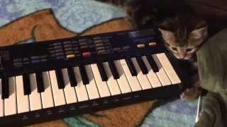 Kitty jams piano star screenshot 4