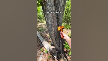 in my lumberjack arc 🪓 #minecraft #hypixel