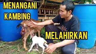 HOW TO HANDLE A GOAT GIVING BIRTH, SO THAT IT IS SAFE AND HEALTHY