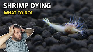 Why Shrimp Die and How to Stop it?