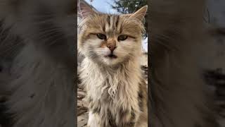 Komik Kedi Videosu Kendini Yalayan Kedi