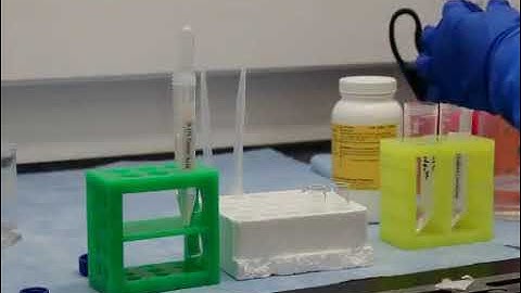 Attractive or Repulsive Protein Substrate Study by Hippocampal Neurons