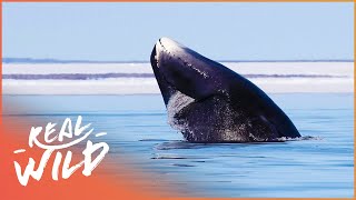 Immortals Of The Arctic: The Bowhead Whale | Real Wild Channel