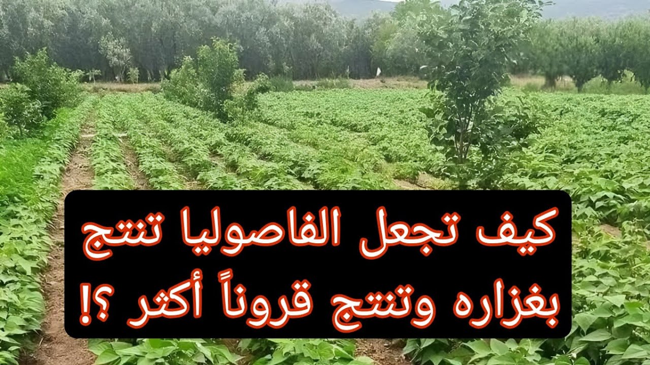 سر زيادة محصول الفاصوليا اثناء مرحلة التزهير 🌱🌿