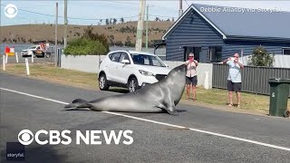 Neil the seal strikes a pose on Tasmania street