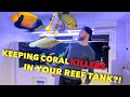 Keeping none reef safe fish in a reef tank angelfish reefsafe