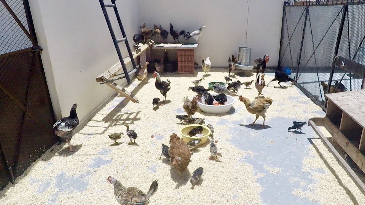 تربية الدجاج البلدي فوق السطح- أفضل تغذية لمقاومة حرارة الصيف العالية