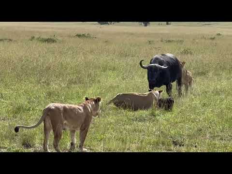 🎬LIONS ATTACK BUFFALO WITH NEWBORN CALF