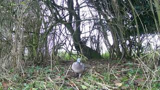 trail cam animal life365 Norfolk uk by trail cam animal life365 47 views 3 weeks ago 4 minutes, 25 seconds