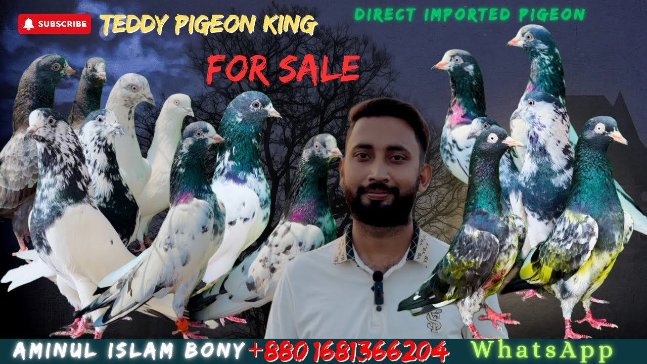 ভালো মানের হাই ফ্লাইয়ার কবুতর বিক্রয় হইবে #teddy128 #royalteddy #Firojpure #pigeon #best #flyer 