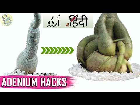 ADENIUM TRICKS: 6