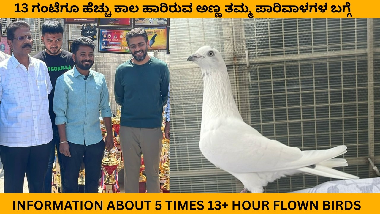 13 ಗಂಟೆಗೂ ಹೆಚ್ಚು ಕಾಲ ಹಾರಿರುವ ಅಣ್ಣ ತಮ್ಮ ಪಾರಿವಾಳಗಳ ಬಗ್ಗೆ/Information about 5times 13+ hour flown birds