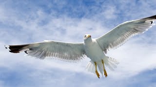 Watch Dillards Ill Fly Away video