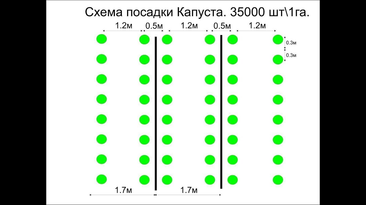 На каком расстоянии сажать капусту. Схема посева капусты в открытом грунте. Схема высадки капусты в открытом грунте. Схема посадки рассады капусты белокочанной в открытом грунте. Схема посадки ранней капусты в открытом грунте.