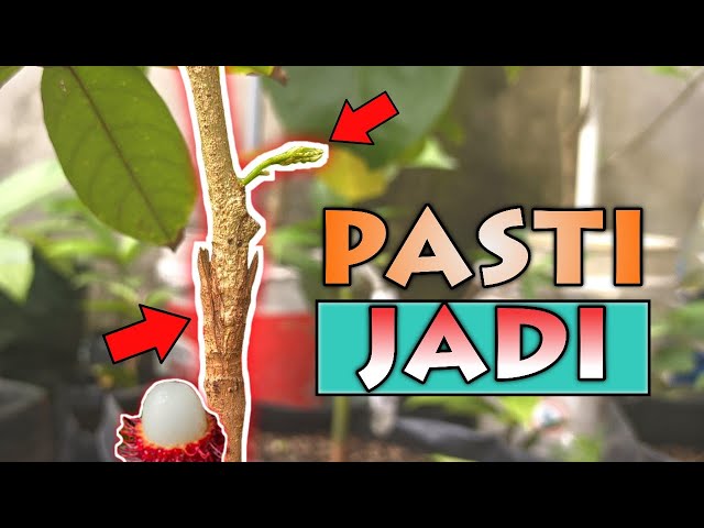 Sambung Pucuk Rambutan Pasti Berhasil Dengan Cara Ini class=